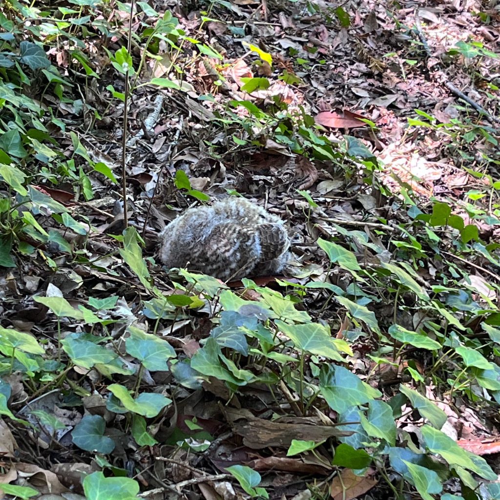 Tawny owlet
