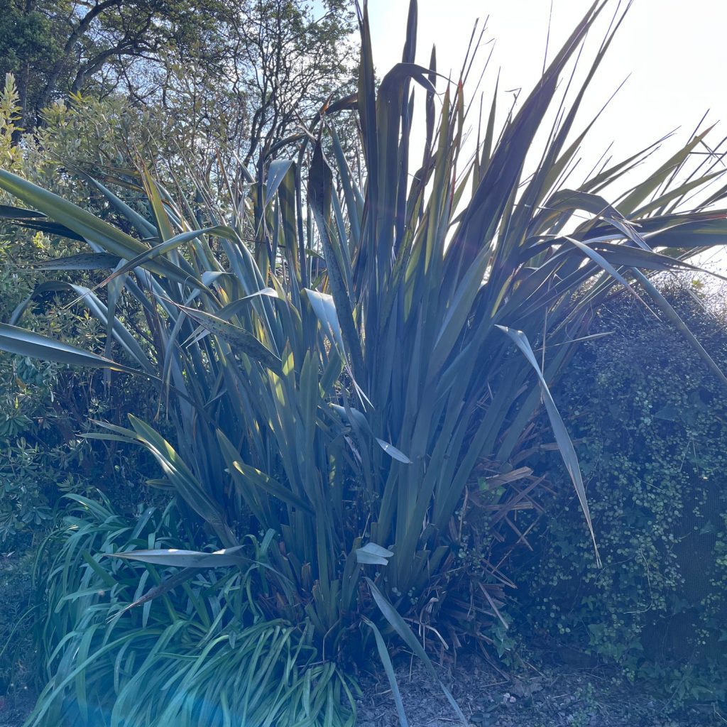 Phormium at trebah garden