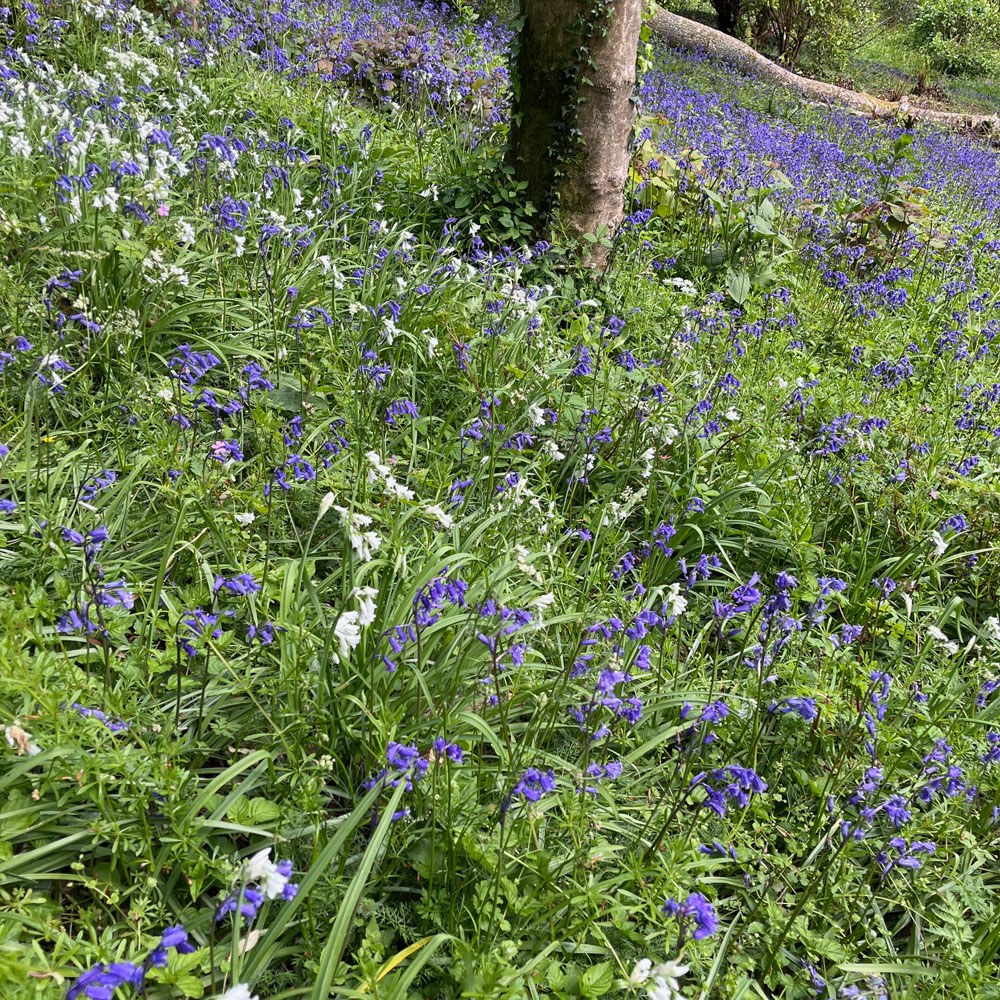 bluebells at trebah
