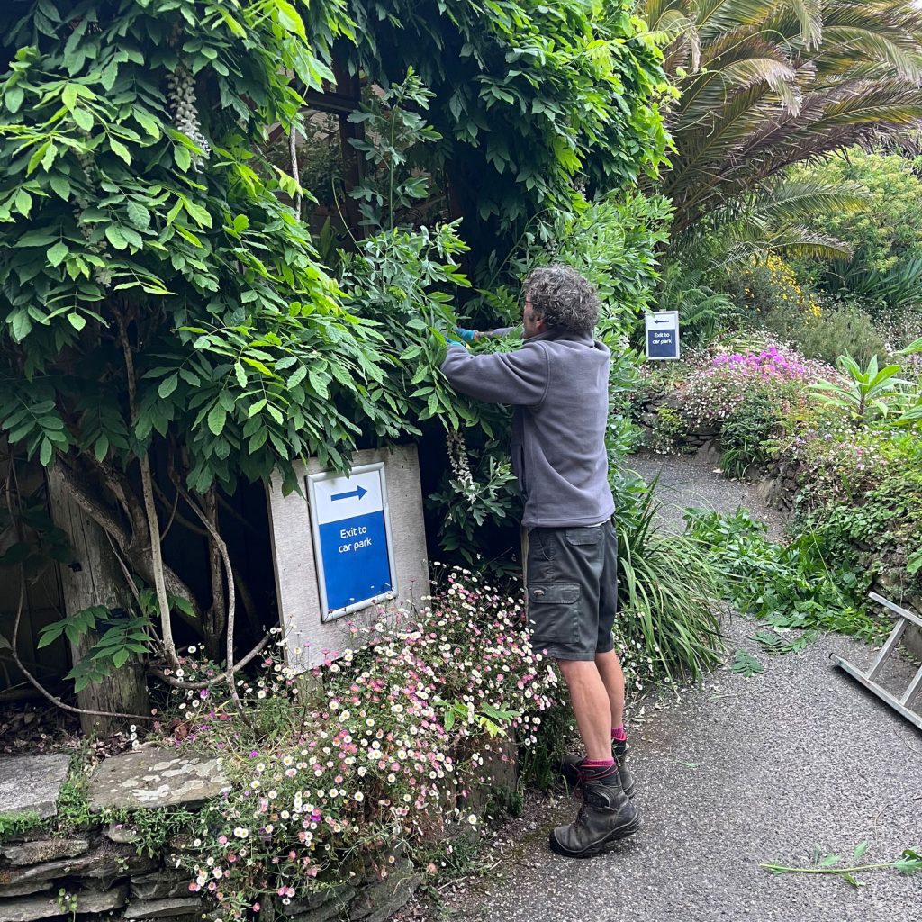 trebah gardener cutting back wisteria at the plant centre