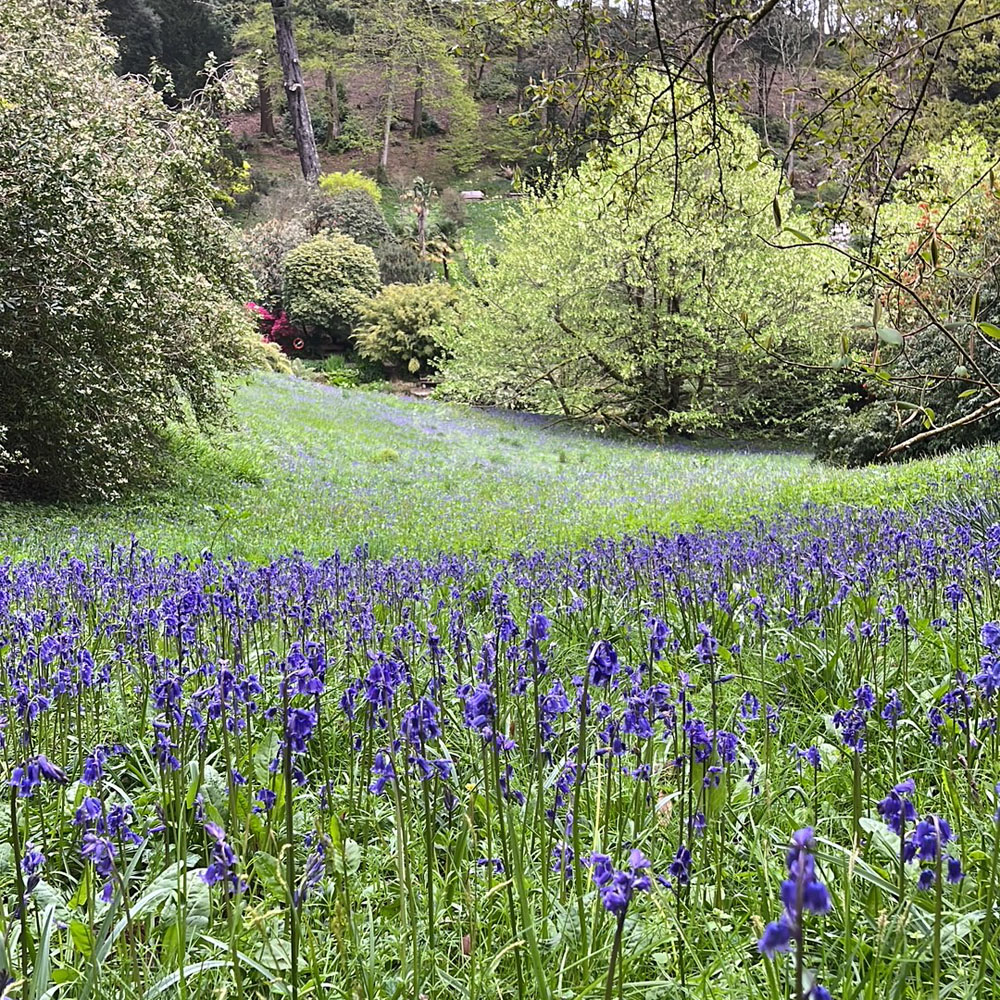 bluebells at trebah