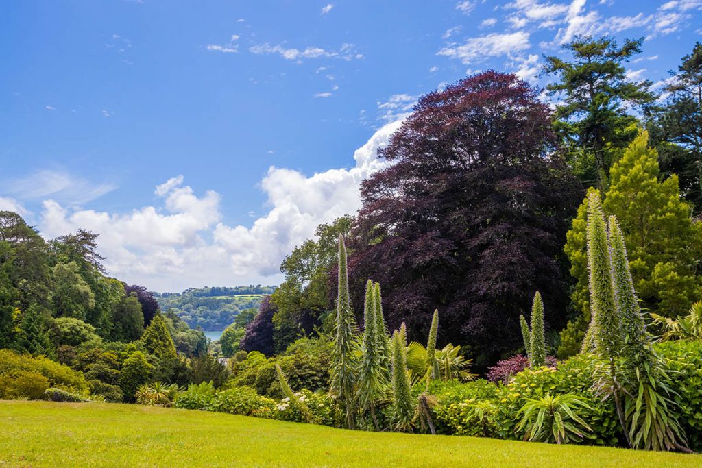View down the valley at Trebah in June