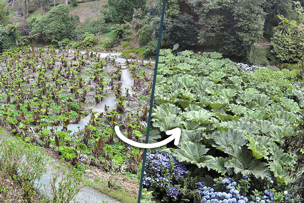 Before and after of gunnera growth