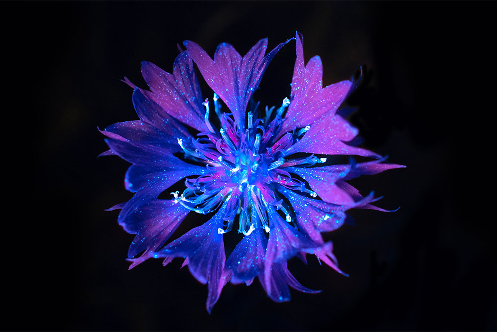 Biofluorescent plant
