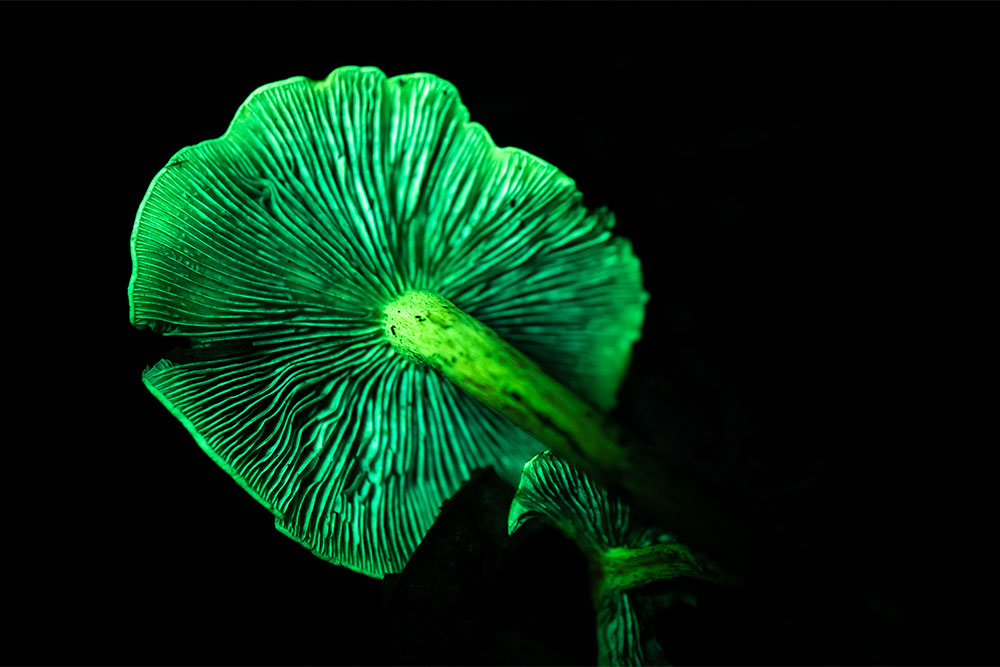 Biofluorescent fungi