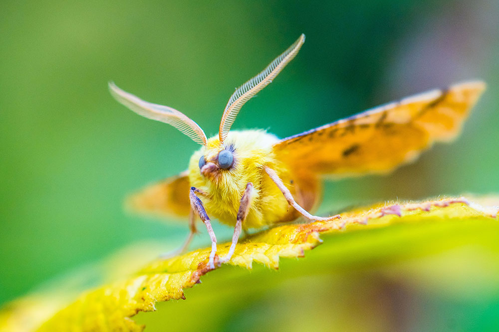 Moth on a leaf