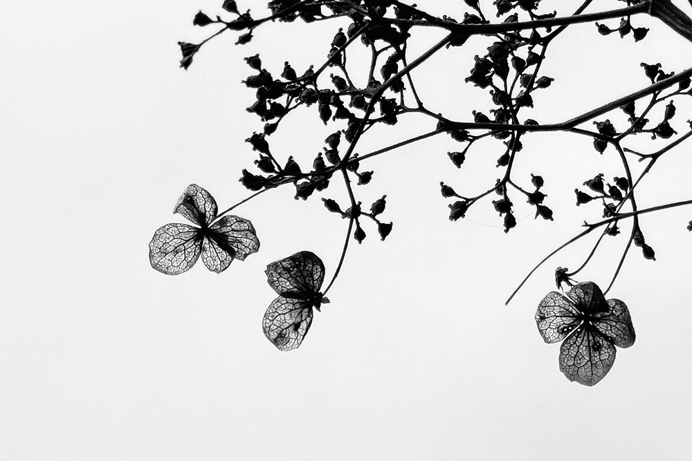 paul sanders photograph