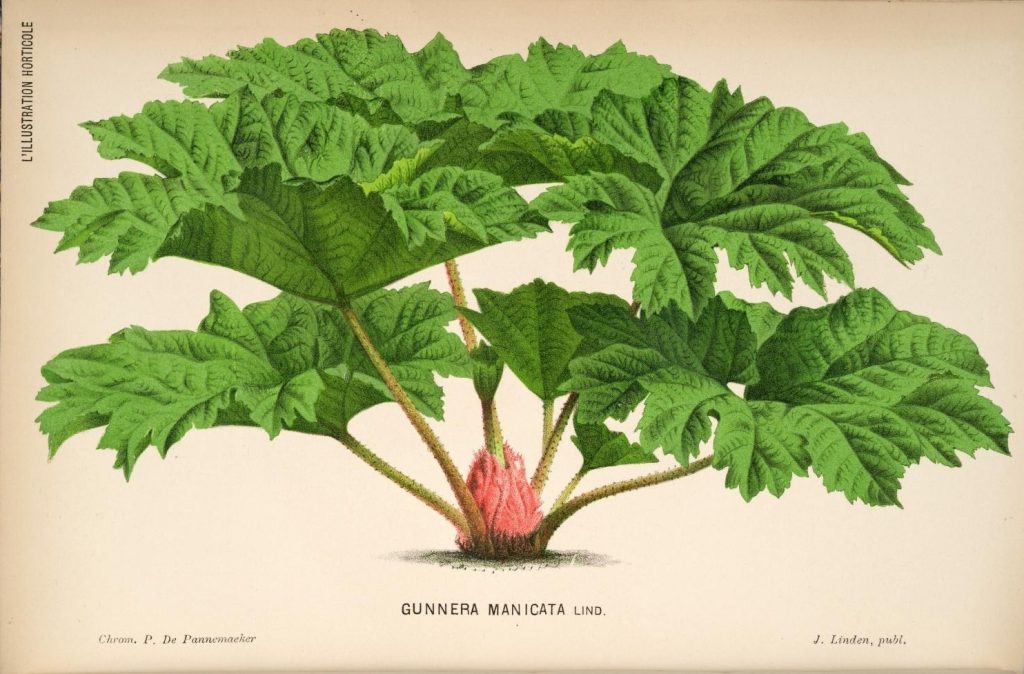 Gunnera manicata botanical drawing by Linden
