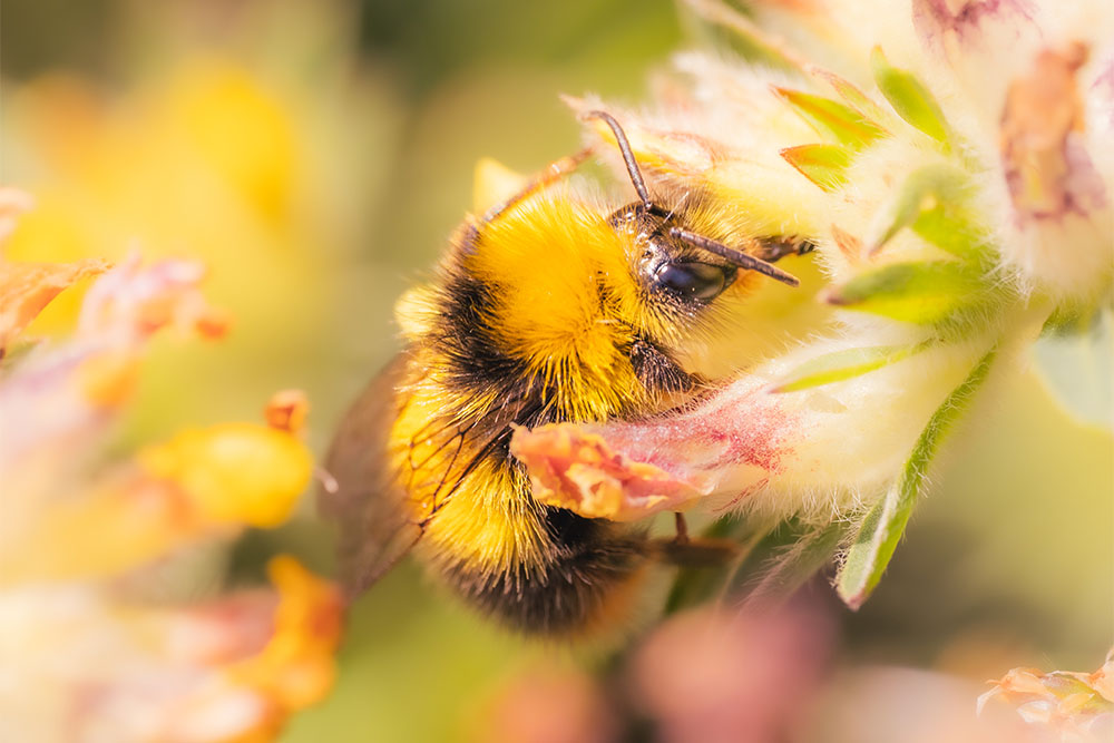 Bee on a flower