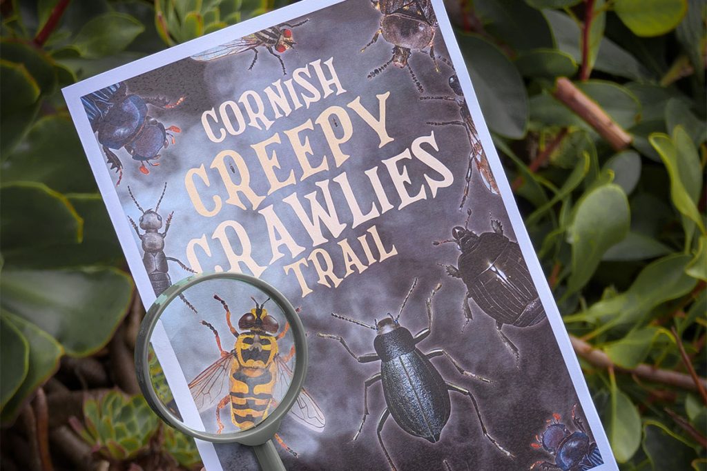 Cornish creepy crawly trail booklet