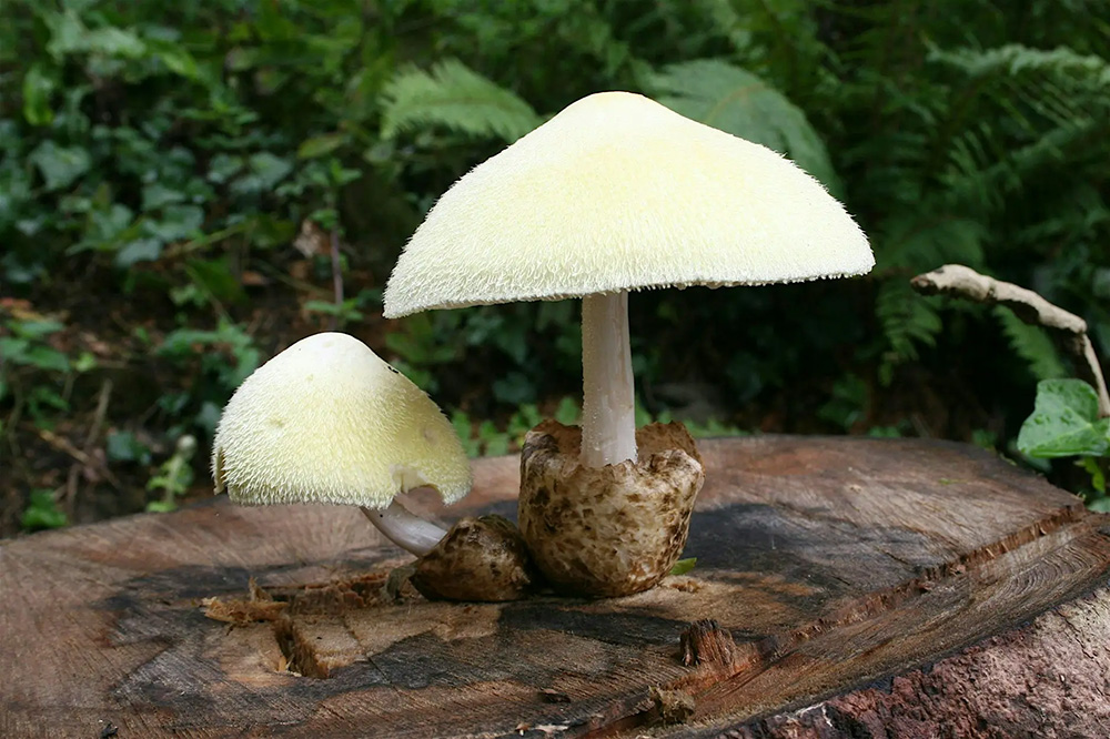 Fungi on a log