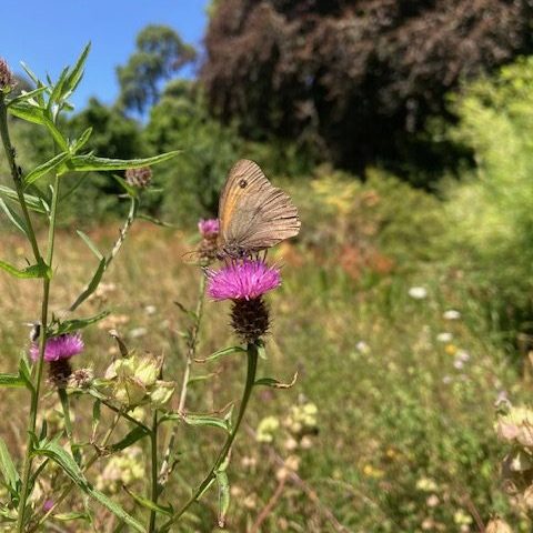 butterfly at trebah