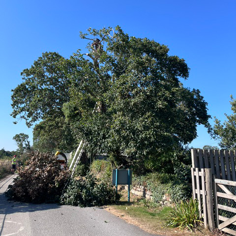 Tree surgery at trebah entrance