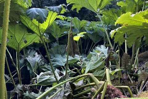 gunnera