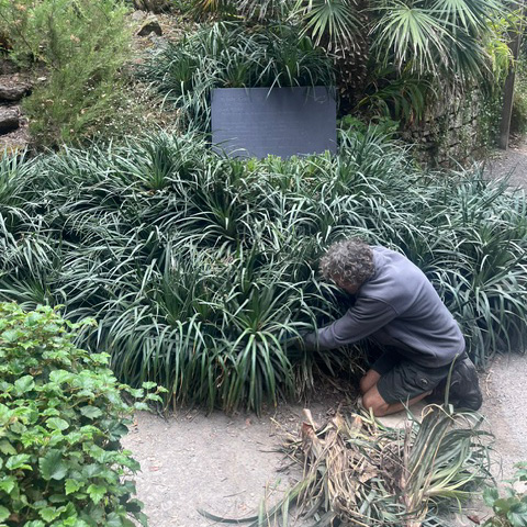 Trebah garden trimming plants around the koi pond