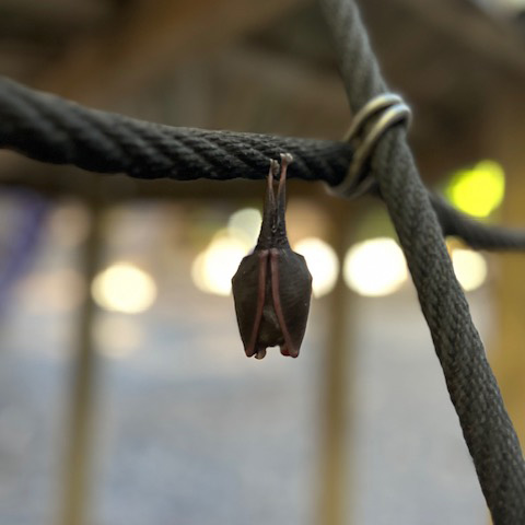 bat hanging from a rope