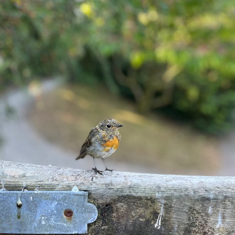 young robin on a fence
