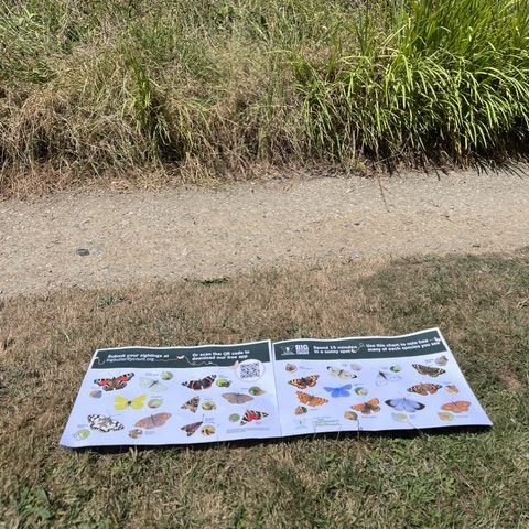 butterfly spotting at trebah