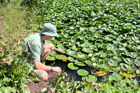 Trebah gardener tending lilypads