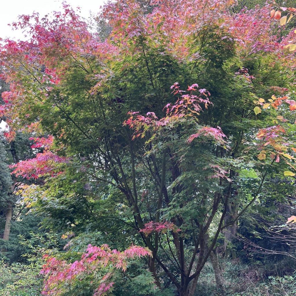 autumn colour in an acer tree
