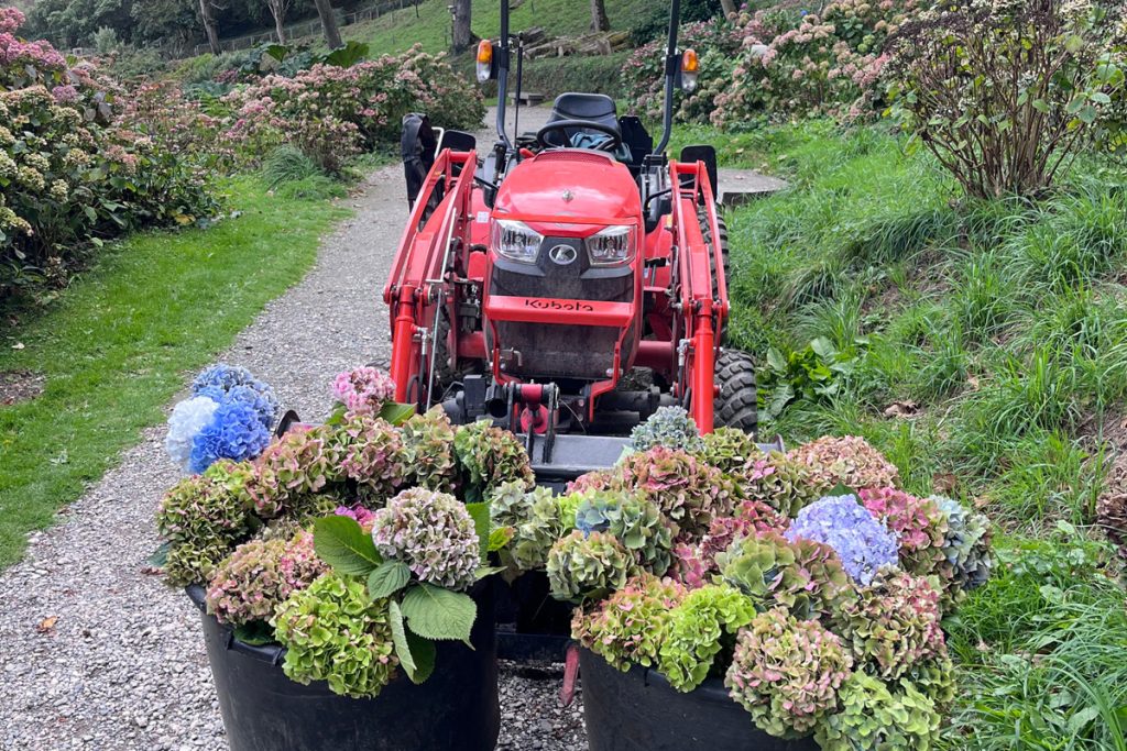 a red tractor with two large buckets of cut hydrangeas